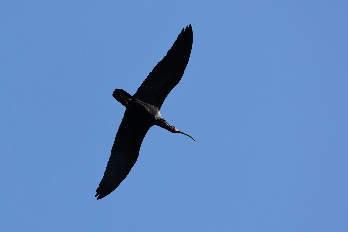 Northern Bald Ibis - ML620268638