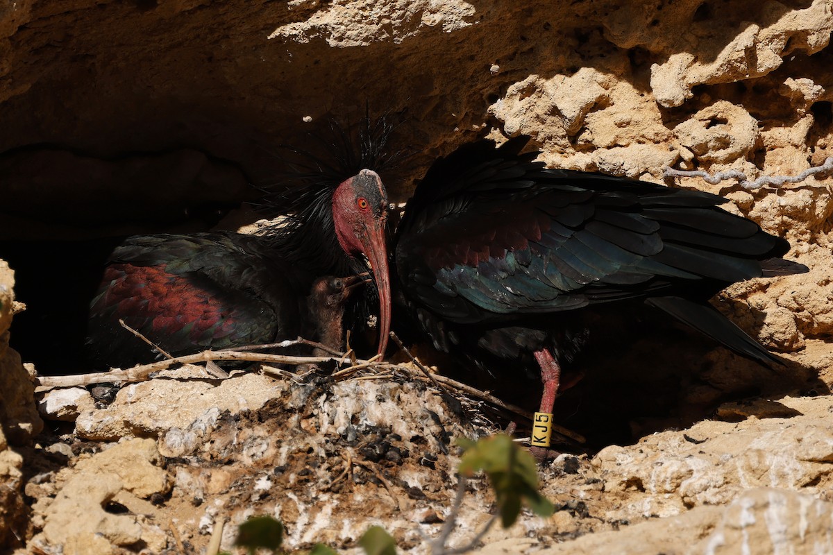 Northern Bald Ibis - ML620268639