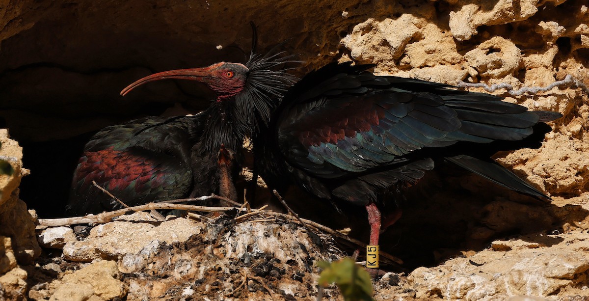 Northern Bald Ibis - ML620268640