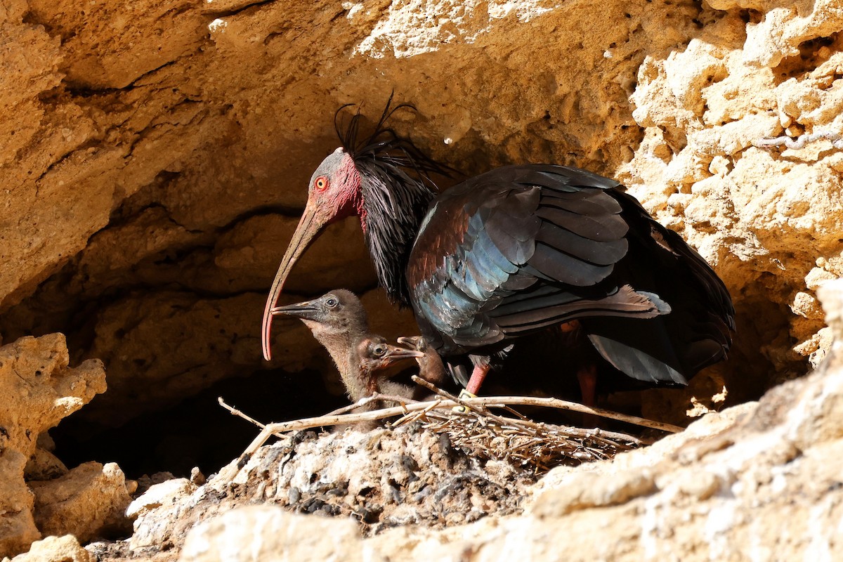 ibis skalní - ML620268641