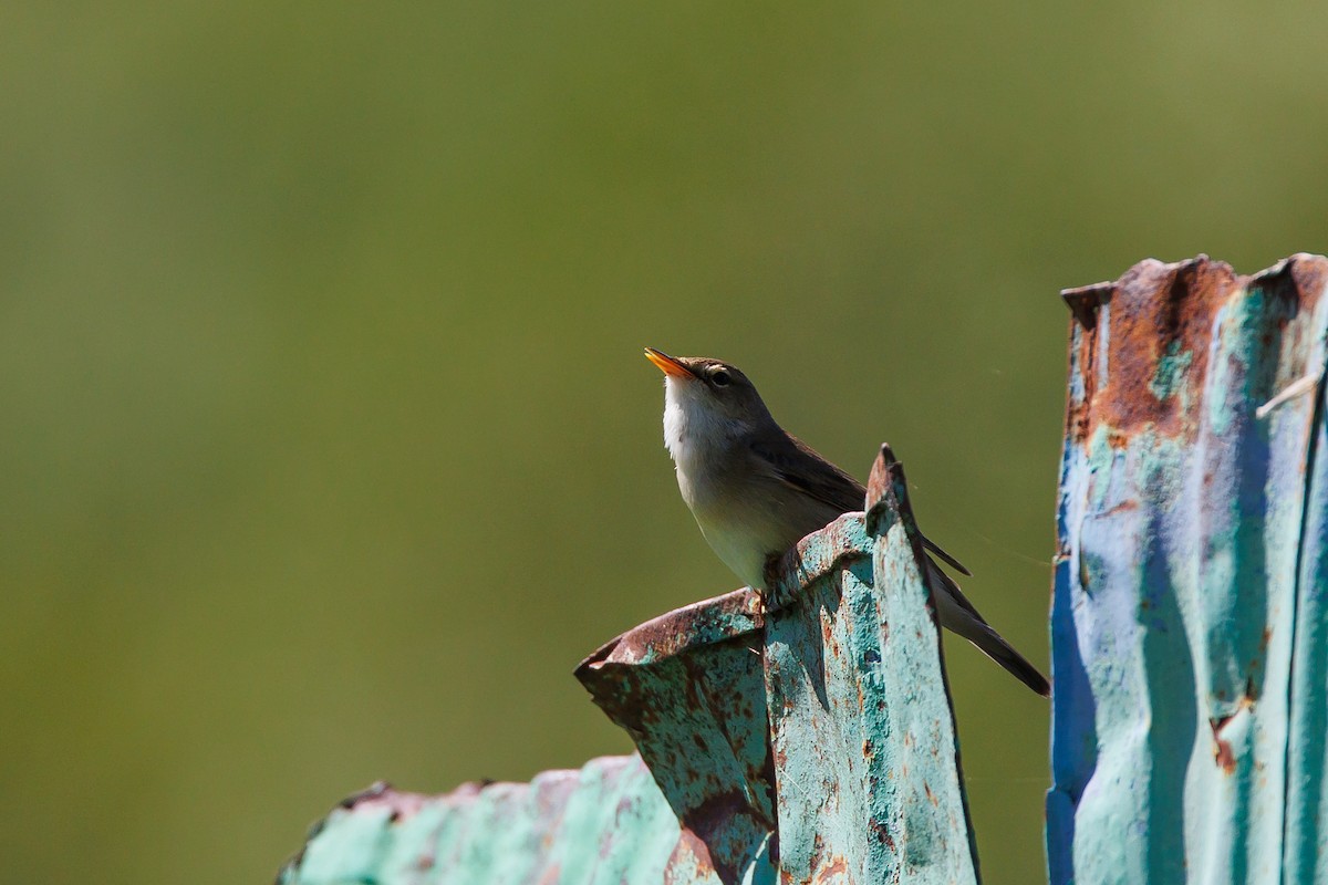 Marsh Warbler - ML620268642