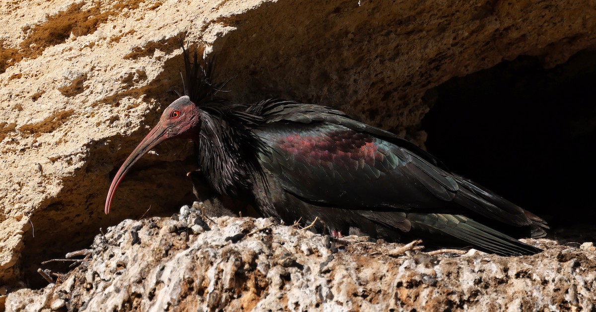 Northern Bald Ibis - ML620268643