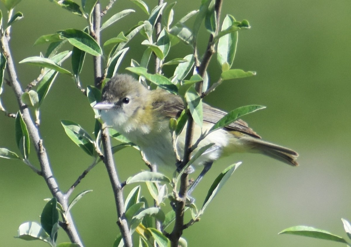 Bell's Vireo - ML620268647