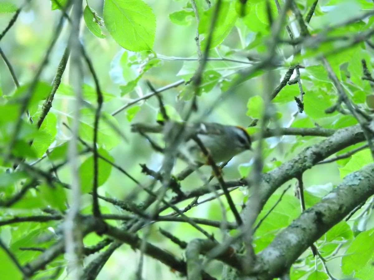 Roitelet à couronne dorée - ML620268648