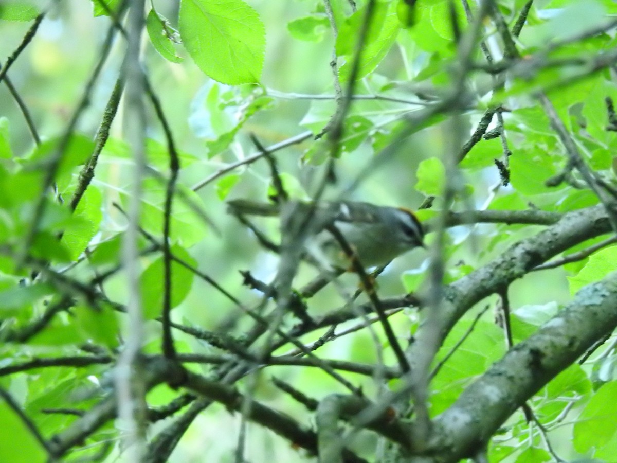 Golden-crowned Kinglet - ML620268649