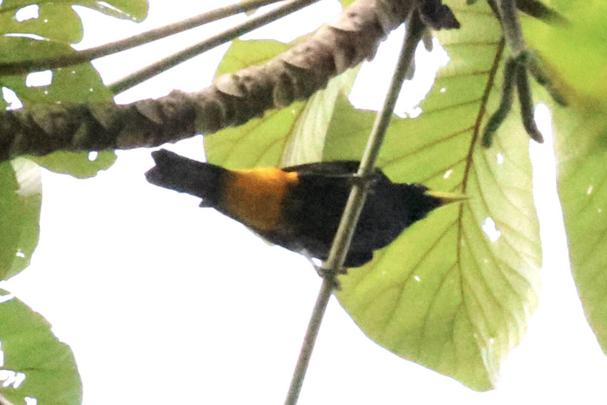 Yellow-rumped Cacique - ML620268652