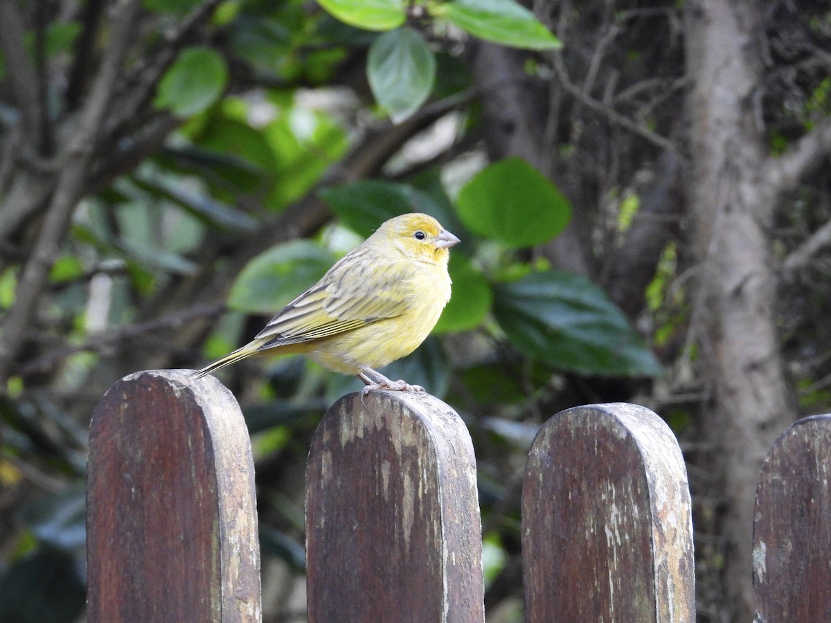 Saffron Finch - ML620268654