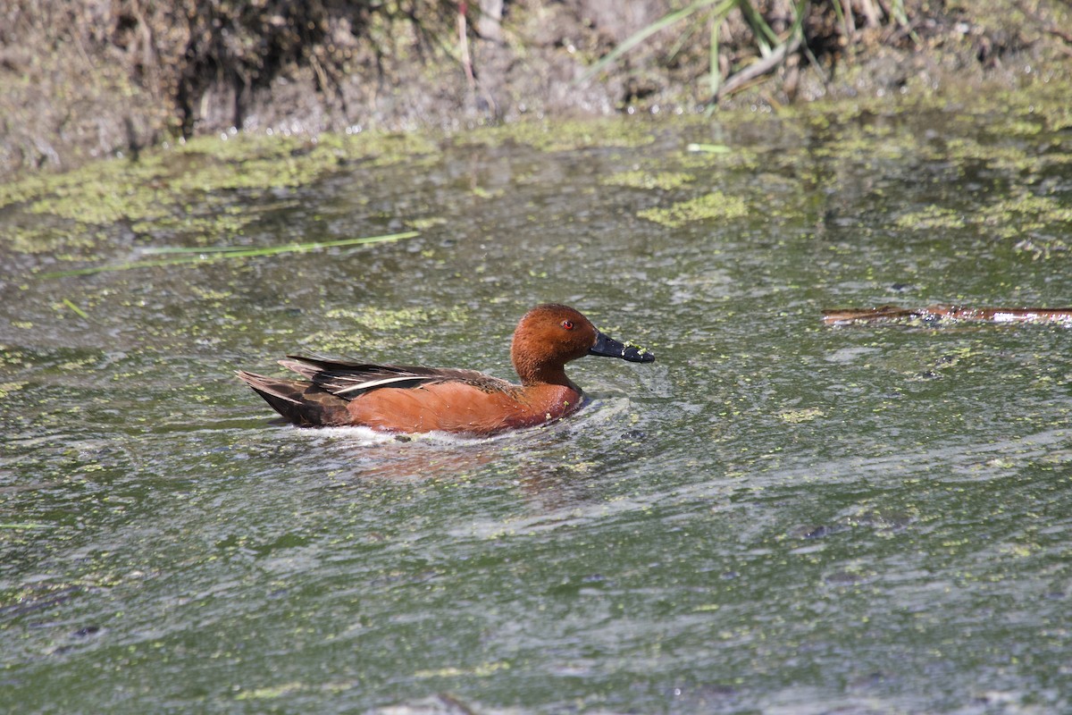 Cinnamon Teal - ML620268655