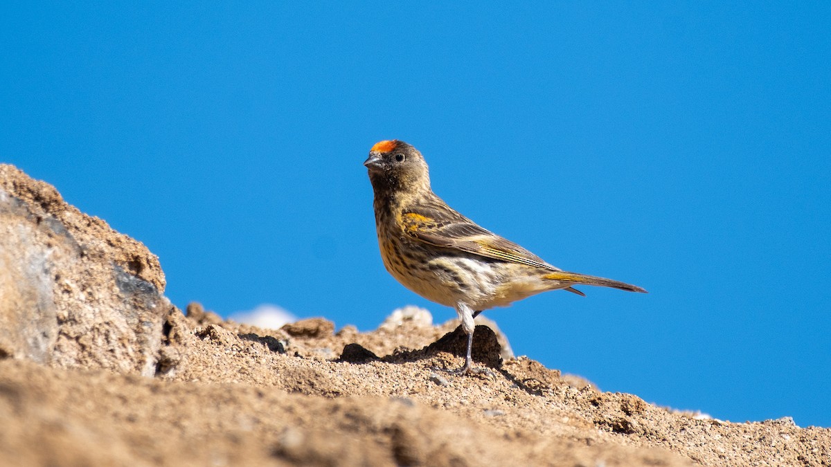 Fire-fronted Serin - ML620268657