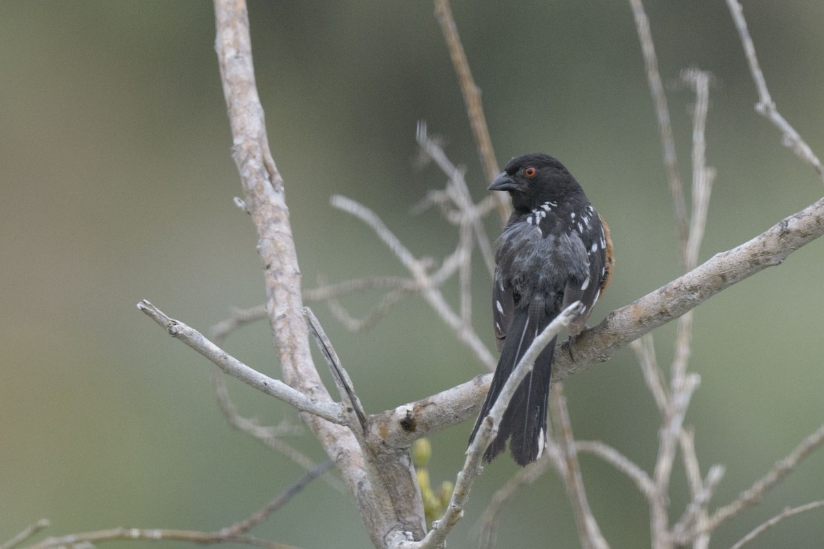 Spotted Towhee - ML620268661