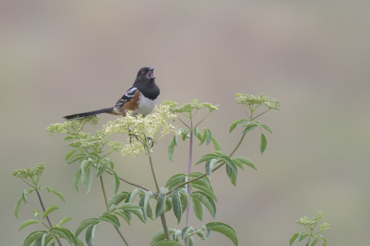 Spotted Towhee - ML620268662