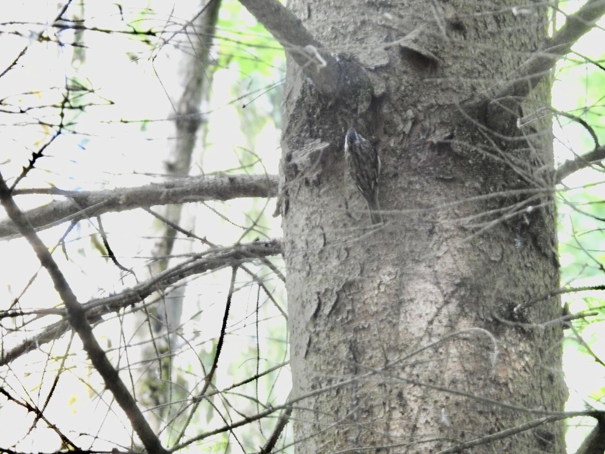 Brown Creeper - ML620268663