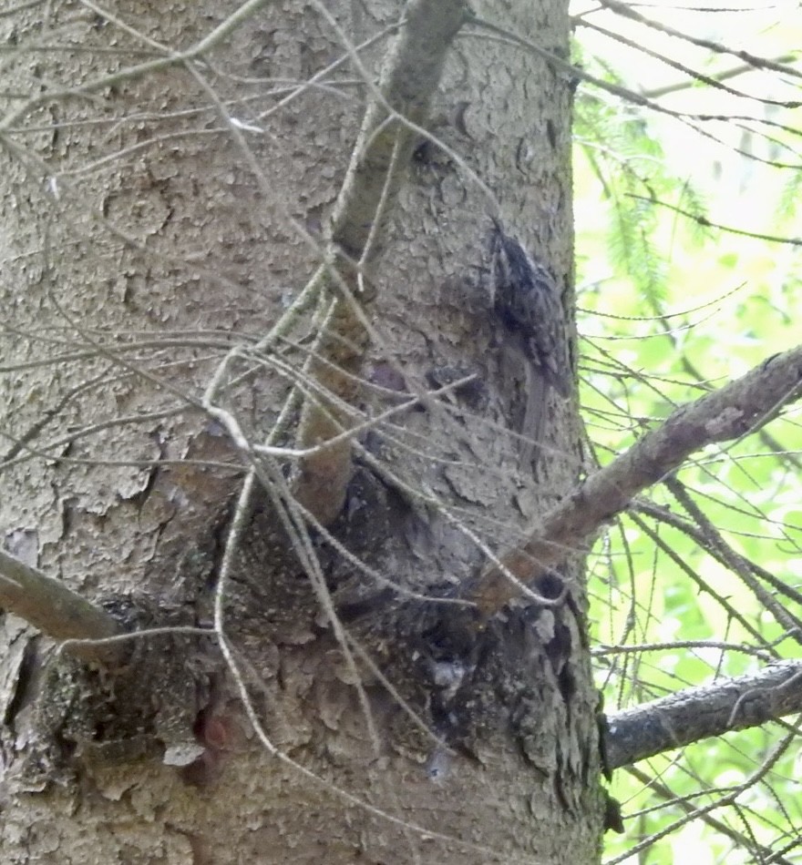 Brown Creeper - ML620268664