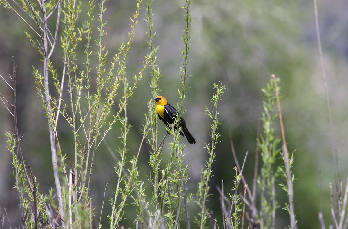 Yellow-headed Blackbird - ML620268665