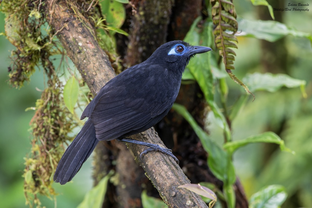 Zeledon's Antbird - ML620268668