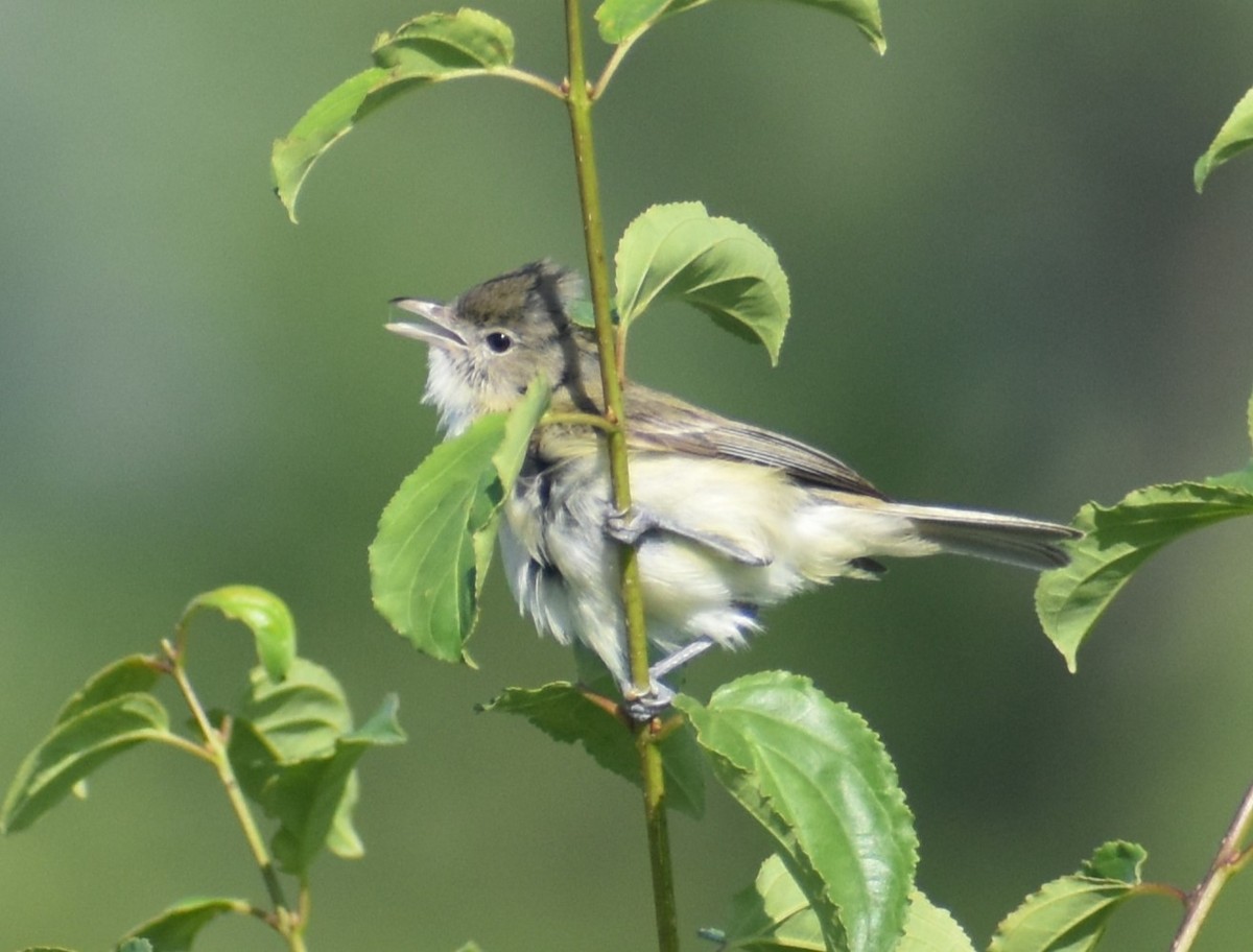 Braunaugenvireo - ML620268670