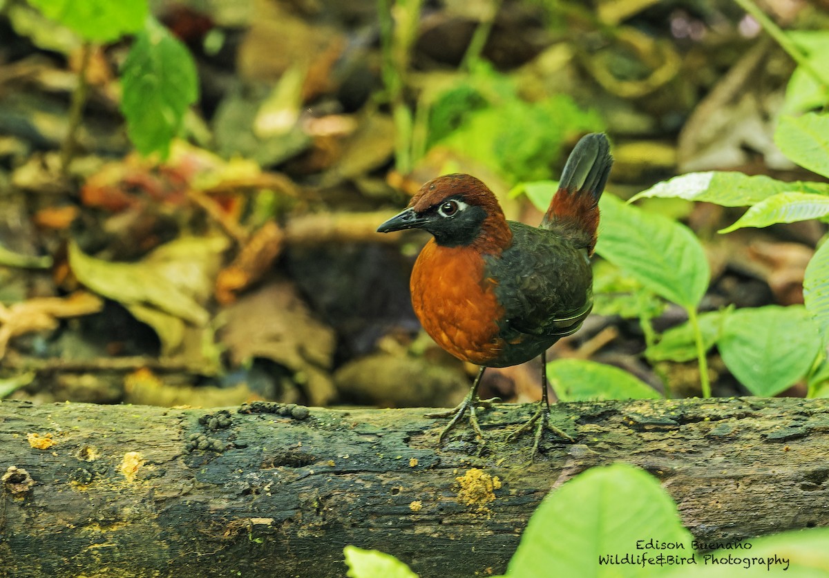 Rufous-breasted Antthrush - Edison Buenano