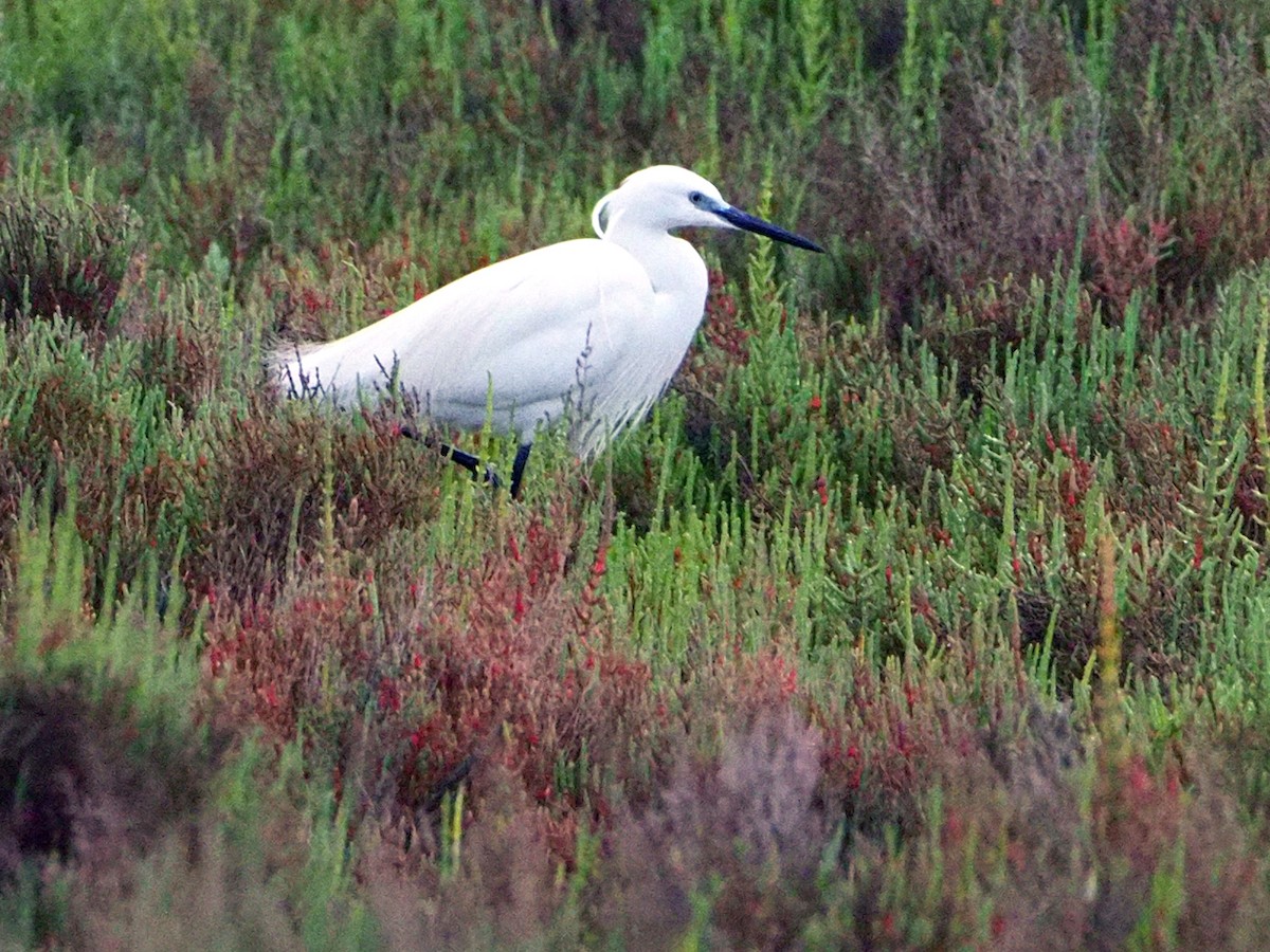 Little Egret - ML620268676