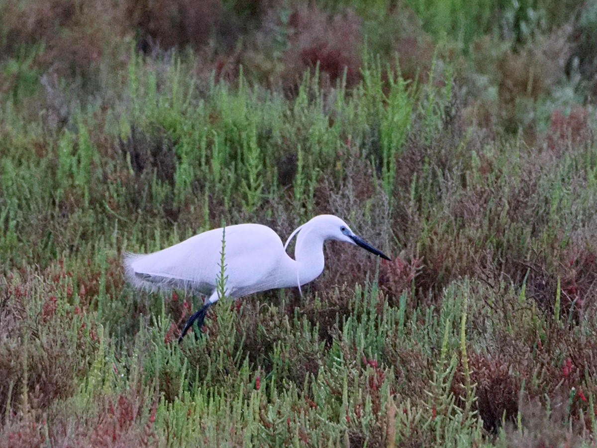 Little Egret - ML620268677