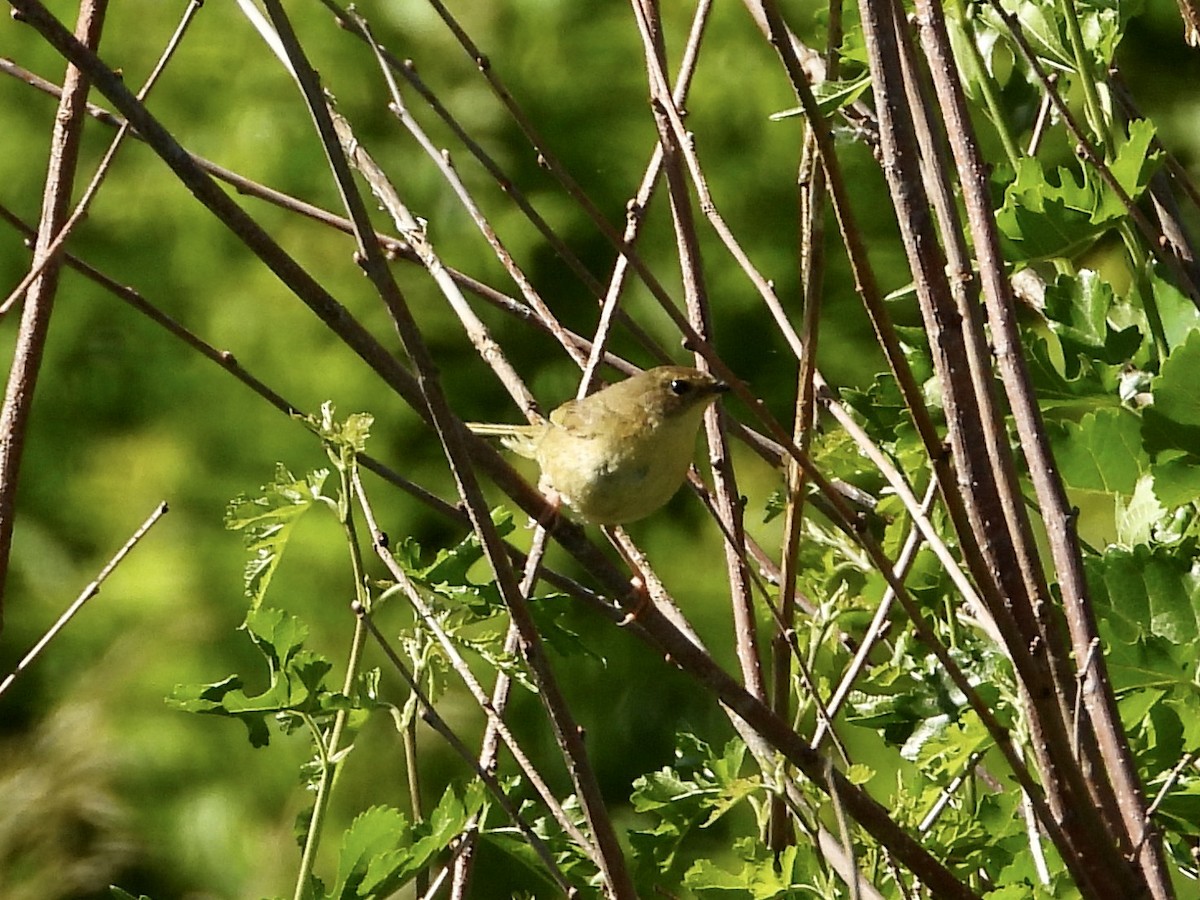 Common Yellowthroat - ML620268678