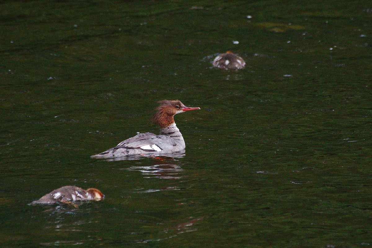 Common Merganser - ML620268687