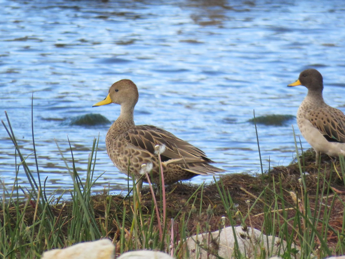 Yellow-billed Pintail - ML620268688