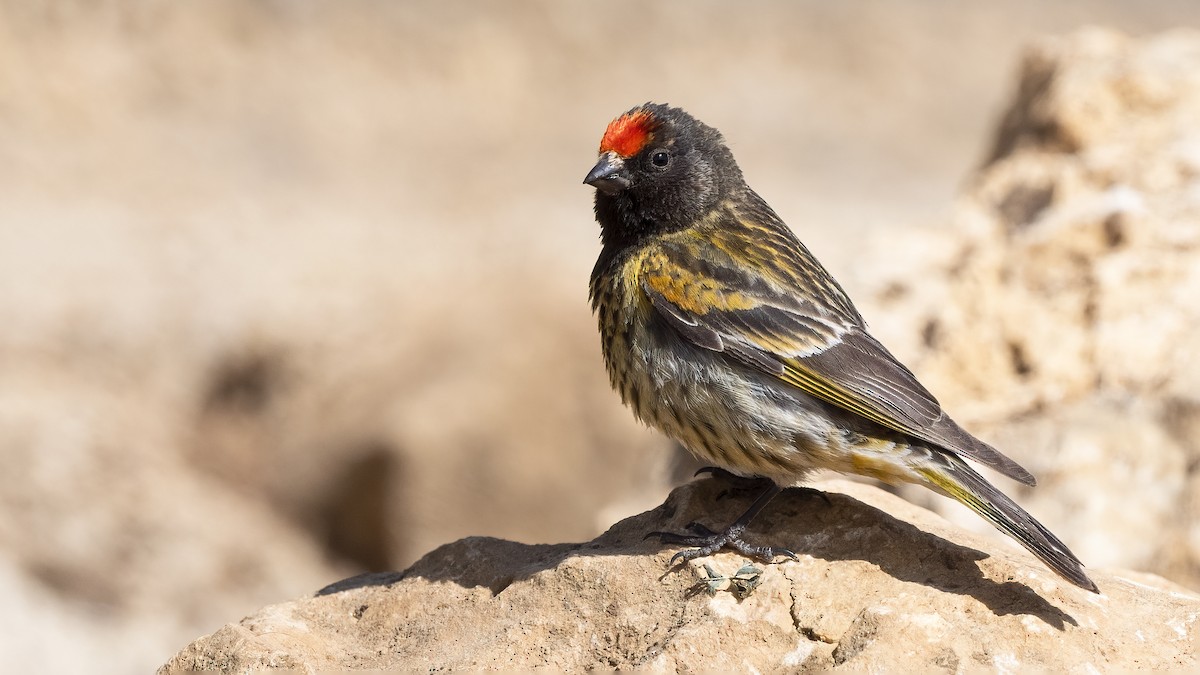 Fire-fronted Serin - ML620268690