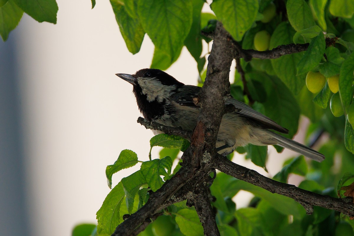 Coal Tit - ML620268695