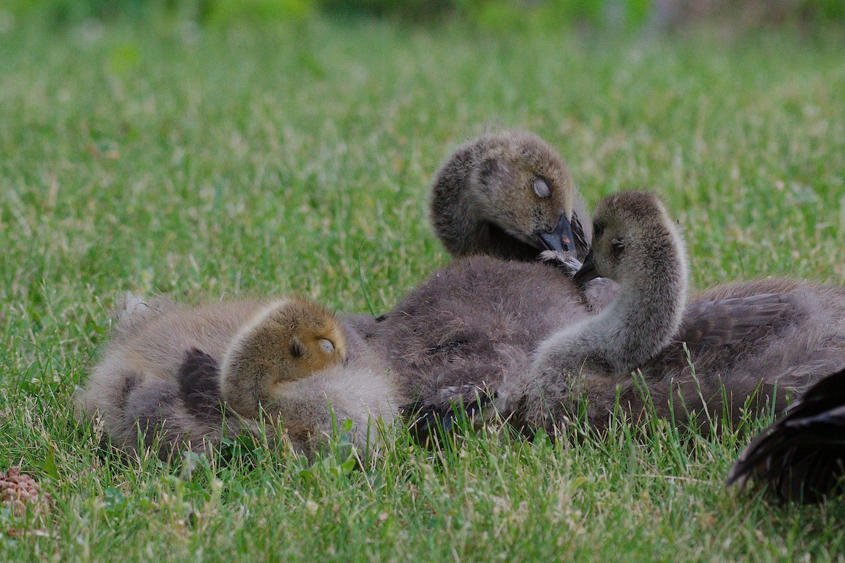 Canada Goose - ML620268696