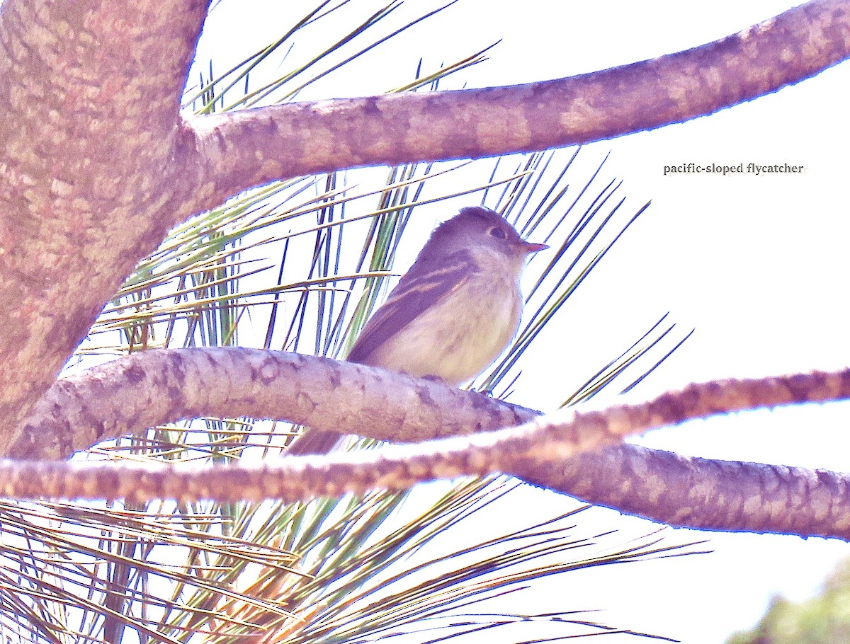 Western Flycatcher (Pacific-slope) - karen bonnell