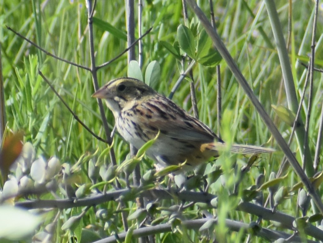 Henslow's Sparrow - ML620268710