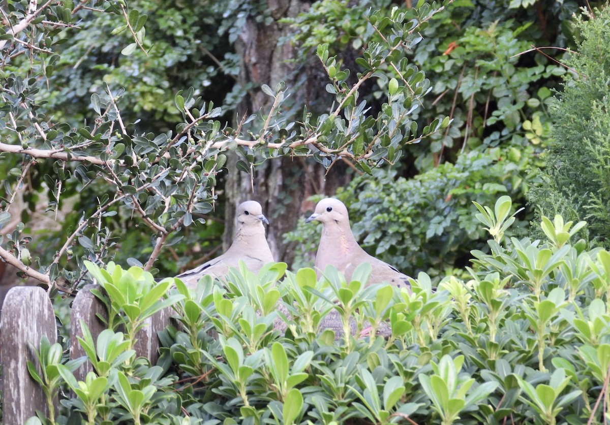 Eared Dove - ML620268715