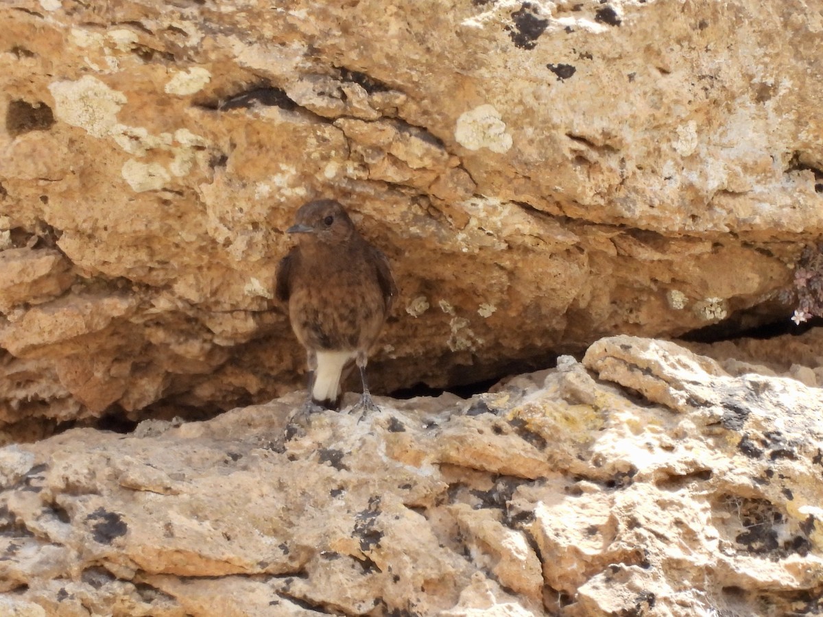 Black Wheatear - ML620268719