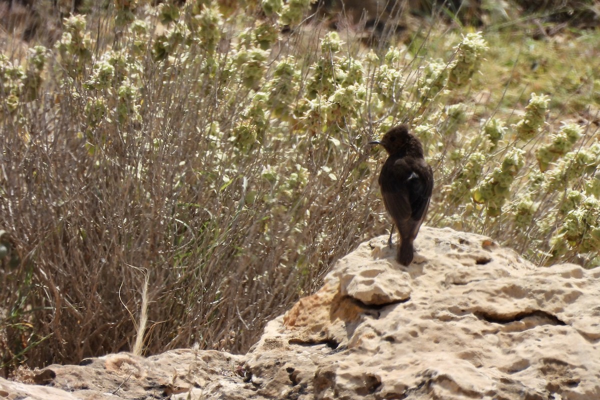 Black Wheatear - ML620268720