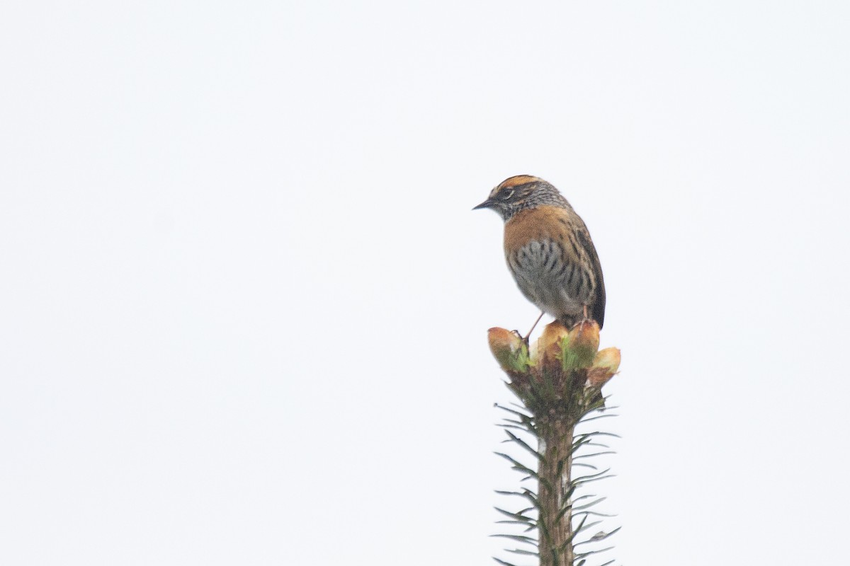 Rufous-breasted Accentor - ML620268725