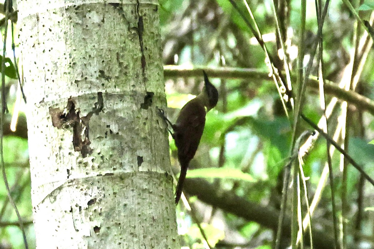 Plain-brown Woodcreeper - ML620268729