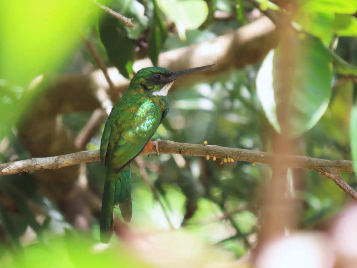 Green-tailed Jacamar - ML620268733