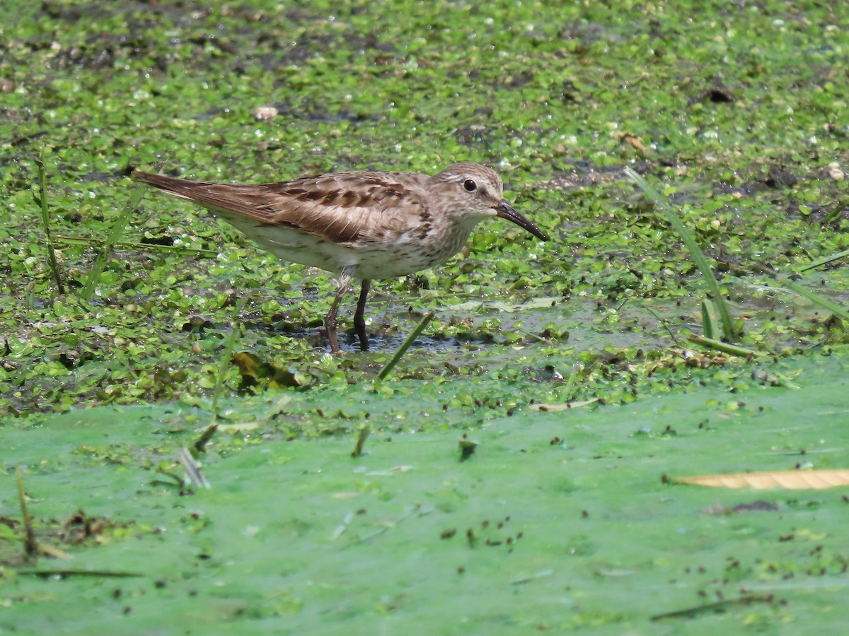 White-rumped Sandpiper - ML620268734