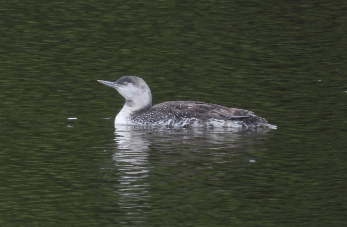 Red-throated Loon - ML620268747