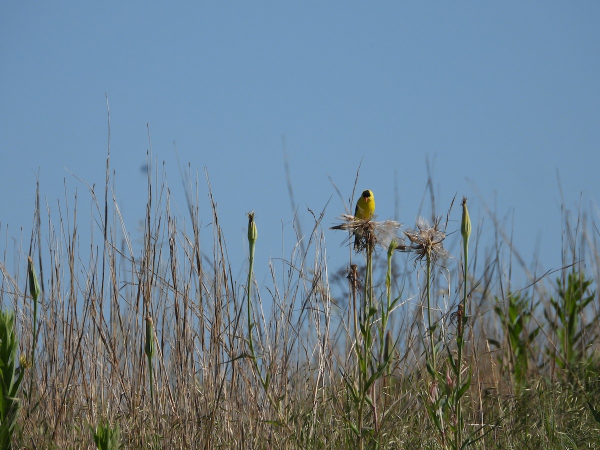 American Goldfinch - ML620268750