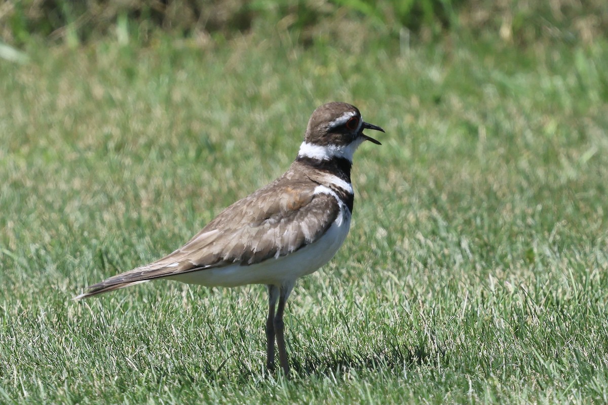 Killdeer - ML620268753