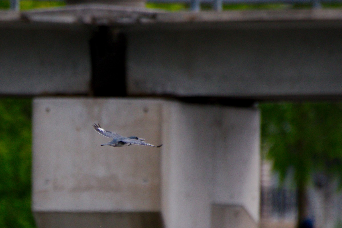 Belted Kingfisher - ML620268765