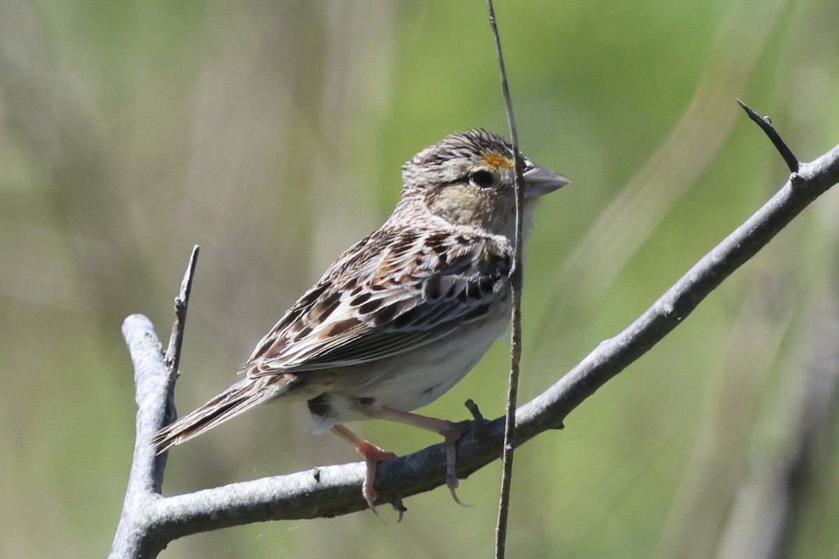 Grasshopper Sparrow - ML620268768