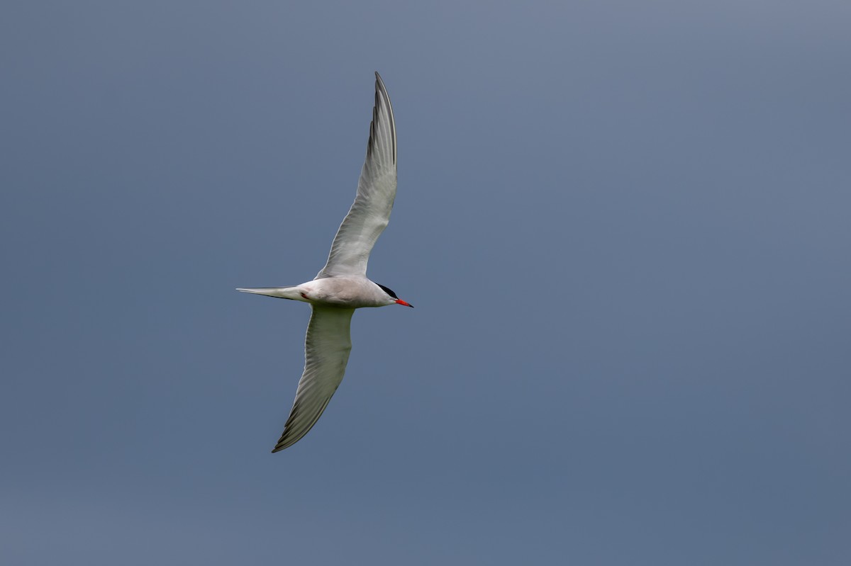 Common Tern - ML620268771