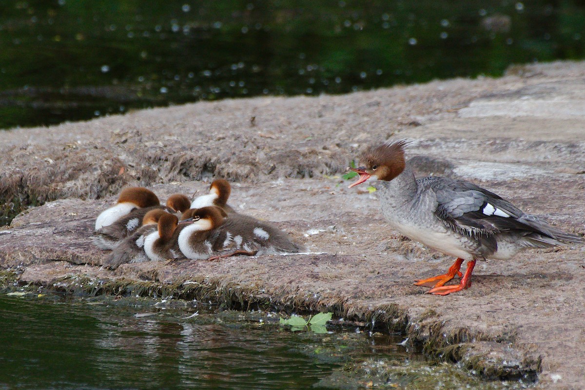 Common Merganser - ML620268773