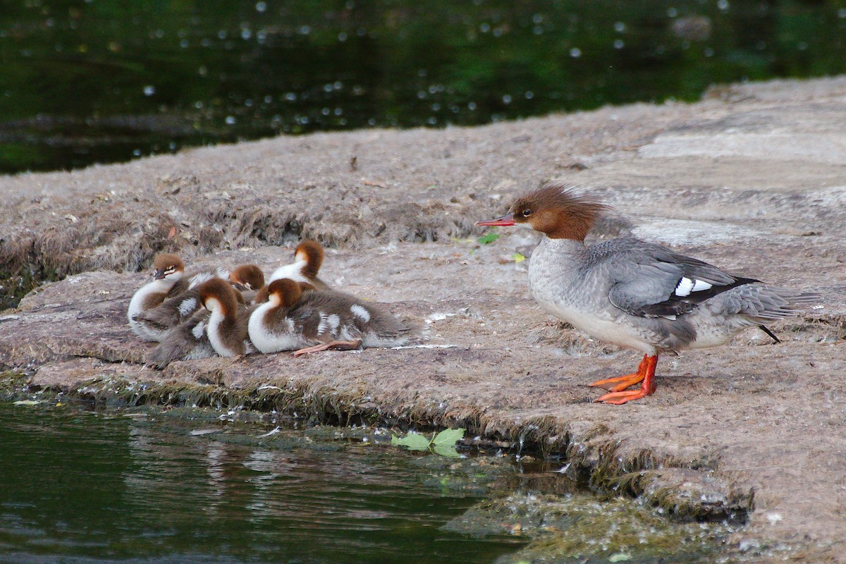 Common Merganser - ML620268774