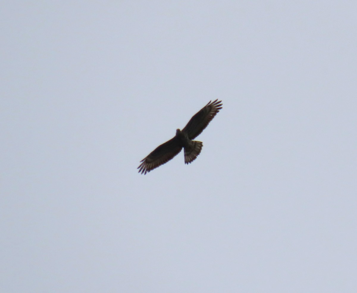 European Honey-buzzard - ML620268775