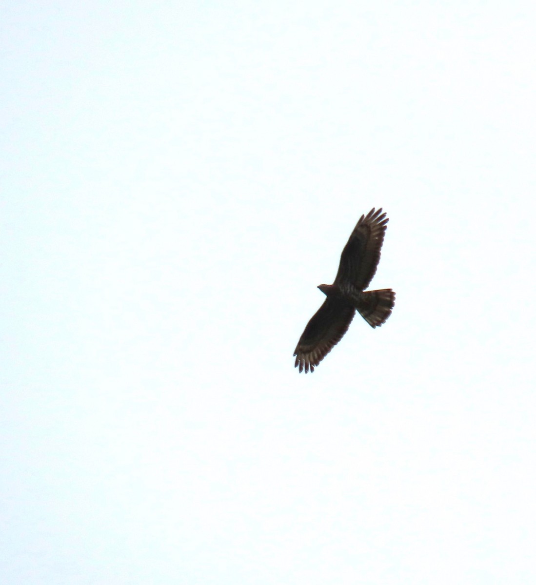 European Honey-buzzard - ML620268776