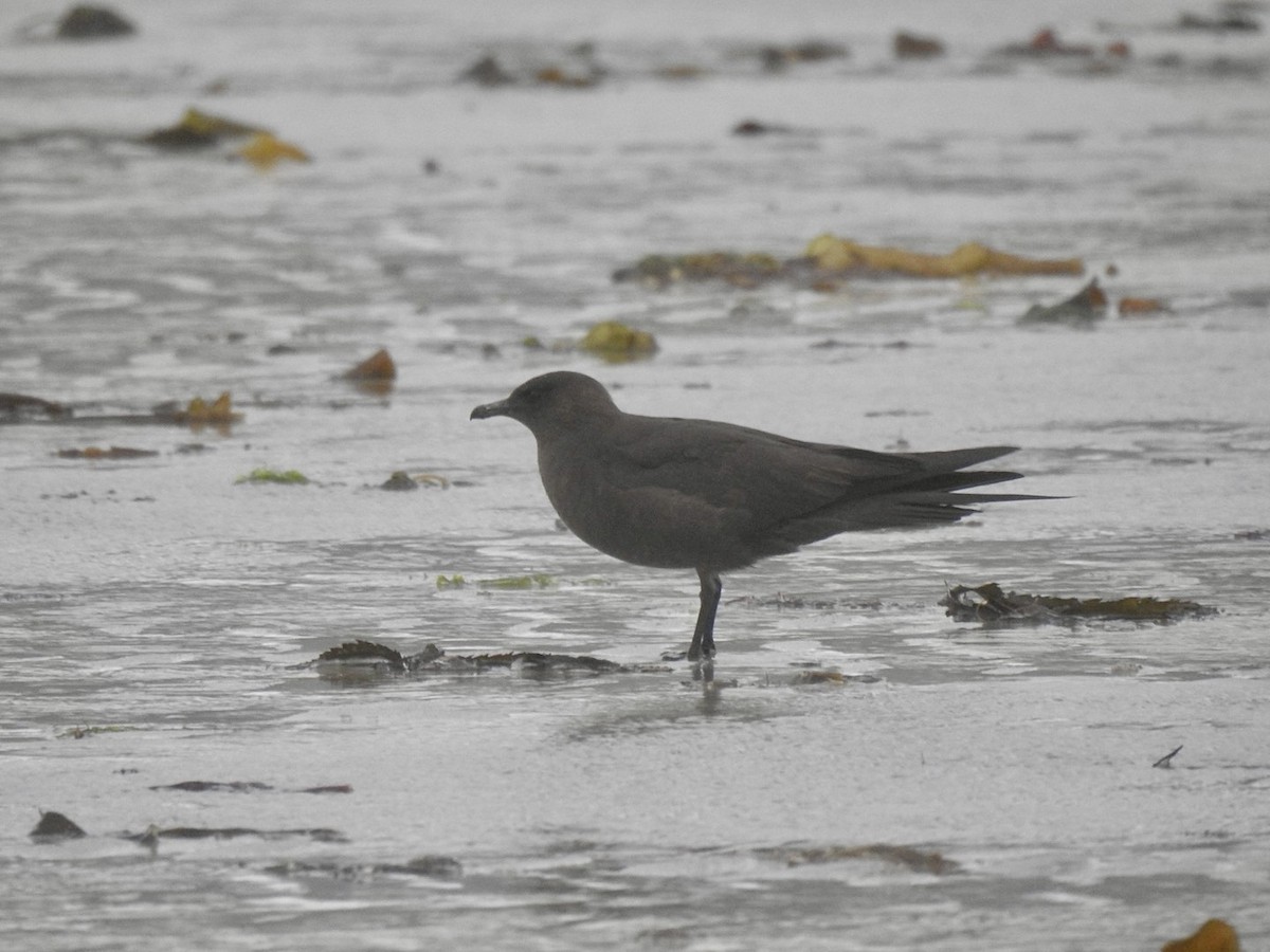 Parasitic Jaeger - ML620268786