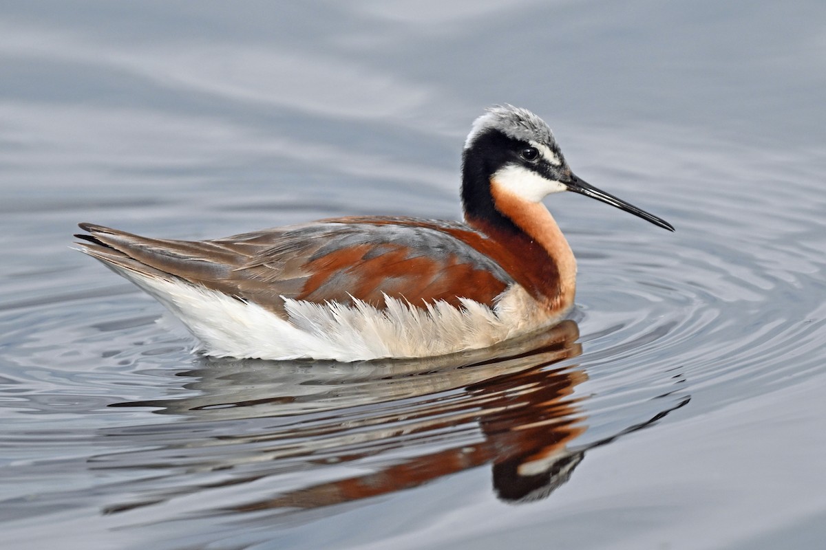 Phalarope de Wilson - ML620268787